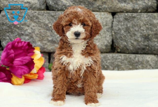 Dora Cockapoo image