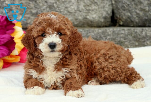 Dora Cockapoo2 image