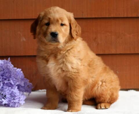 Fluffy Golden Retriever puppy sitting on a white surface beside a bunch of purple flowers, posing calmly in front of a wooden wall.