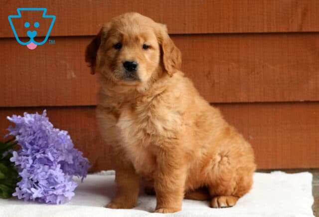 Fluffy Golden Retriever puppy sitting on a white surface beside a bunch of purple flowers, posing calmly in front of a wooden wall. image