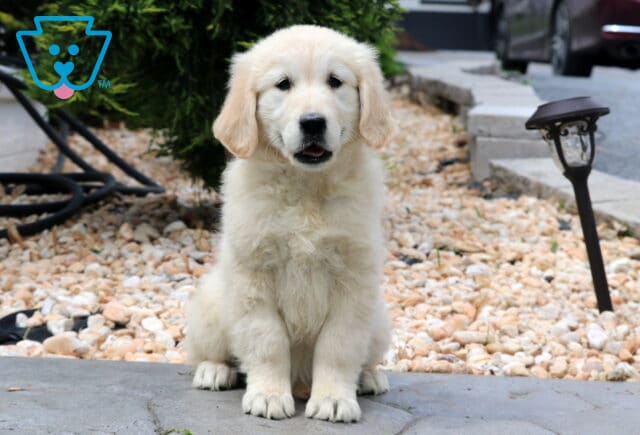 Dori EC Golden2 image