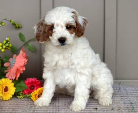 Mini Goldendoodle puppy with a fluffy white coat and brown ears sitting on a mat beside colorful flowers and a wooden backdrop.