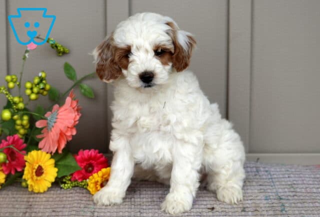 Mini Goldendoodle puppy with a fluffy white coat and brown ears sitting on a mat beside colorful flowers and a wooden backdrop. image
