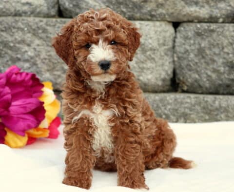 Duke Cockapoo