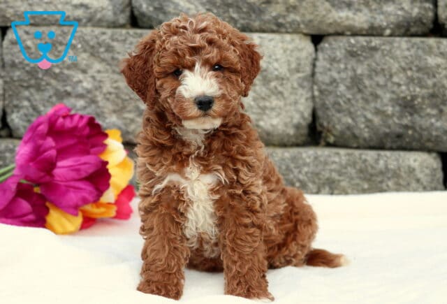 Duke Cockapoo image
