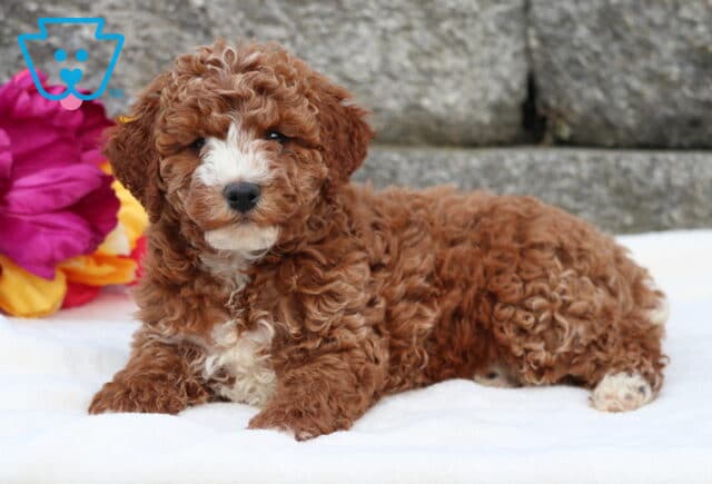 Duke Cockapoo2 image