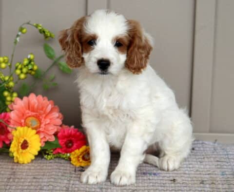Mini Goldendoodle puppy with curly white fur and rich brown ears sitting in front of a flower arrangement with yellow, pink, and coral blooms on a woven mat.