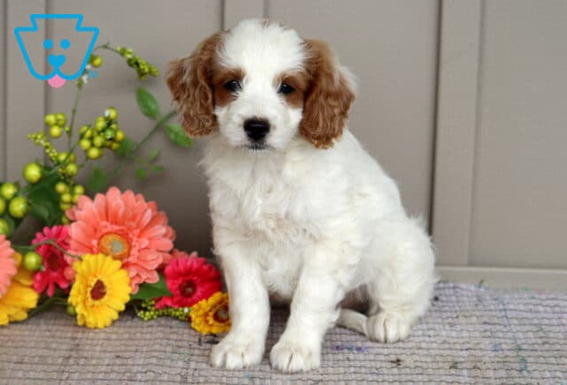 Mini Goldendoodle puppy with curly white fur and rich brown ears sitting in front of a flower arrangement with yellow, pink, and coral blooms on a woven mat. image