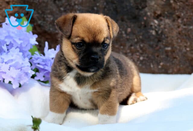 Small Jug puppy sitting on a white blanket with purple flowers in the background, showing off its soft brown coat and dark facial markings. image