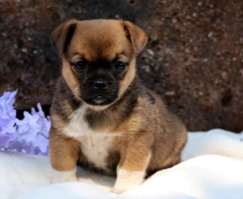Alert Jug puppy sitting on a white surface near soft lavender flowers, with a rich brown coat and a bold black mask on its face.