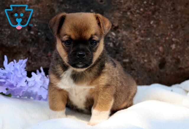 Alert Jug puppy sitting on a white surface near soft lavender flowers, with a rich brown coat and a bold black mask on its face. image