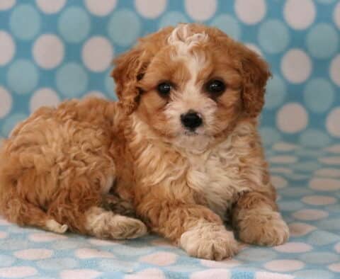 Easton Cavapoo