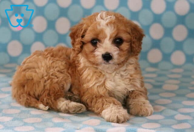 Easton Cavapoo image