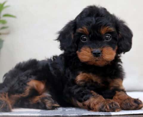 Easton Cavapoo
