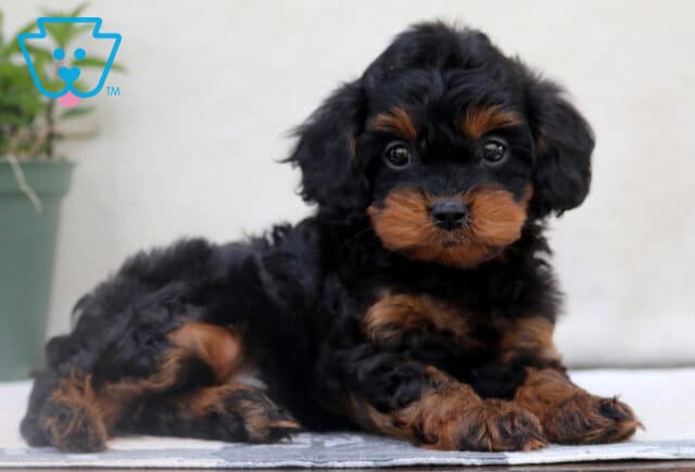 Easton Cavapoo image