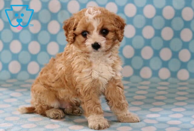 Easton Cavapoo2 image