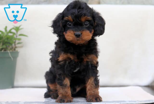 Easton Cavapoo2 image