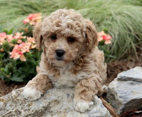 Ella Mini Poodle