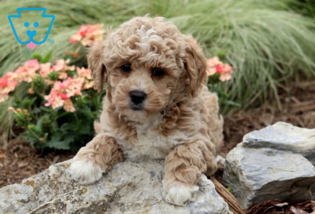 Ella Mini Poodle image