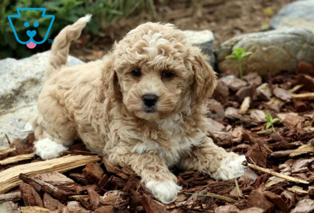 Ella Mini Poodle2 image