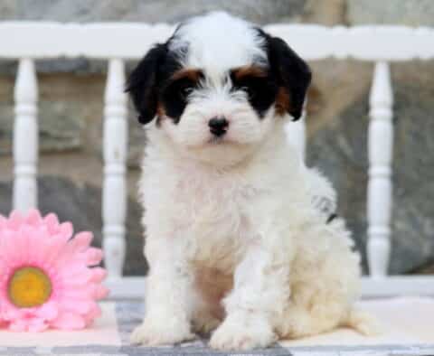 Ellie Cavapoo