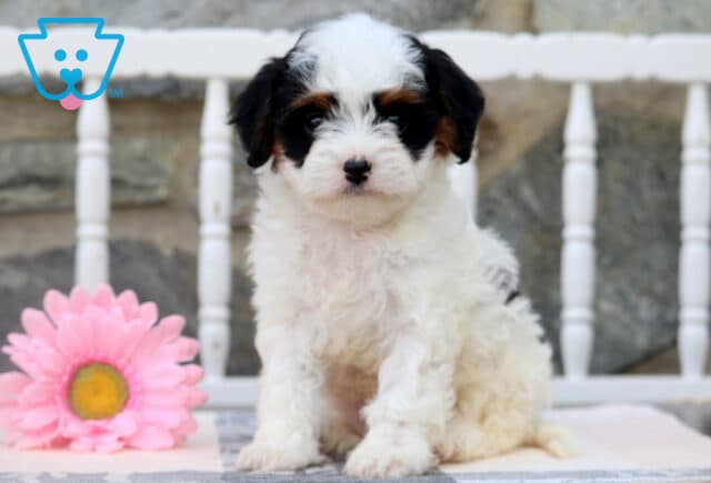 Ellie Cavapoo image