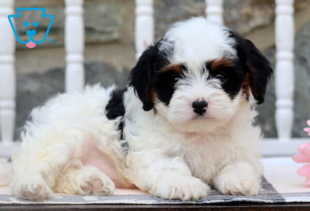 Ellie Cavapoo2 image