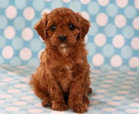Ellis Cavapoo