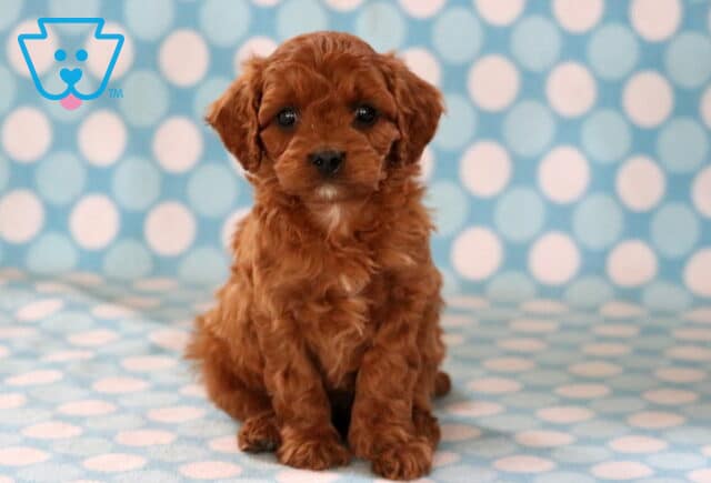 Ellis Cavapoo image