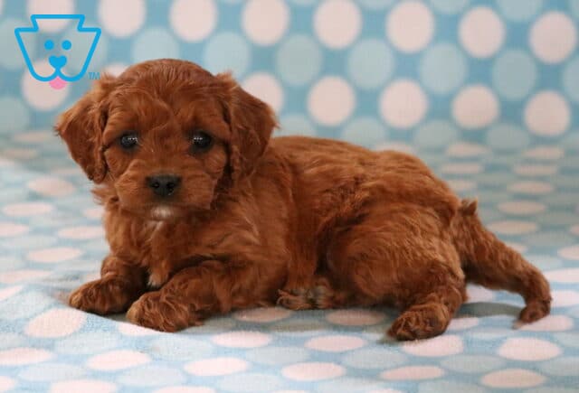 Ellis Cavapoo2 image