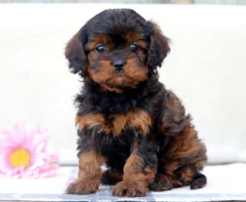 Elsa Cavapoo