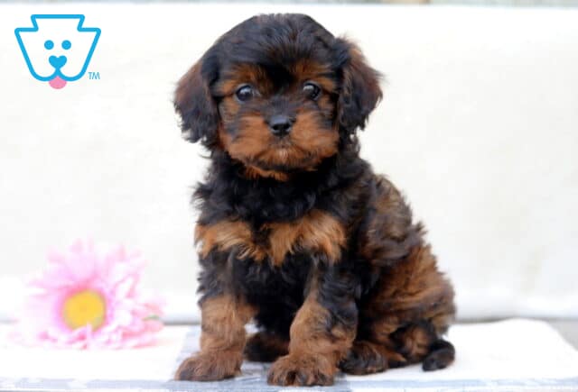 Elsa Cavapoo image