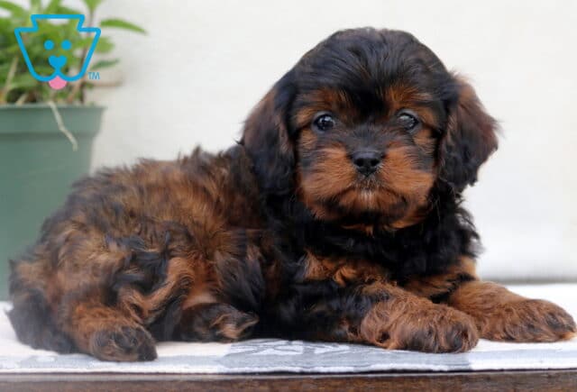 Elsa Cavapoo2 image