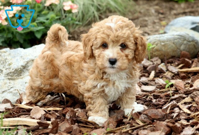 Enzo Mini Poodle image