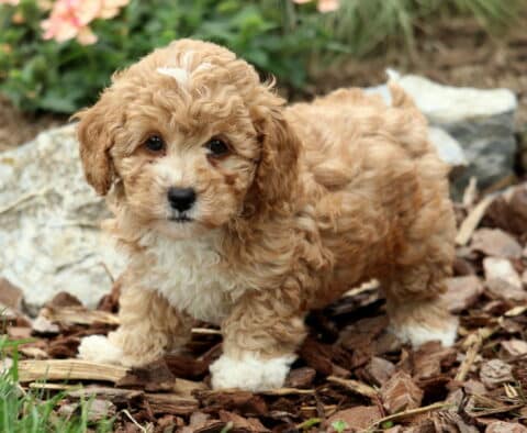 Enzo Mini Poodle3