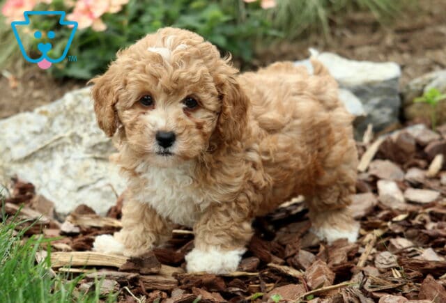 Enzo Mini Poodle3 image