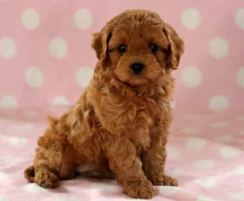Eva Cavapoo