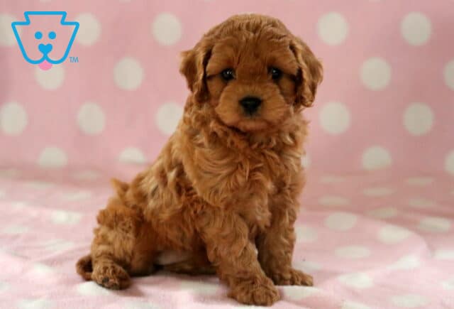 Eva Cavapoo image