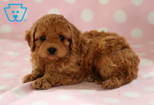 Eva Cavapoo2 image