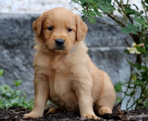 Golden Retriever puppy with a rich golden coat and blue collar sitting on mulch near a rose bush and textured stone wall.