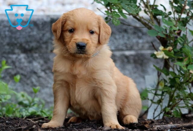 Golden Retriever puppy with a rich golden coat and blue collar sitting on mulch near a rose bush and textured stone wall. image