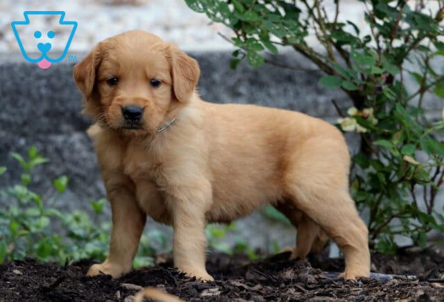 Golden Retriever puppy with a deep golden coat standing confidently on mulch near a rose bush and gray stone wall. image