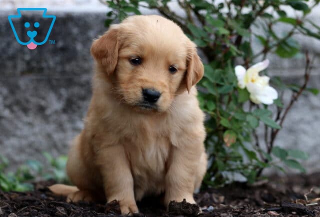 Golden Retriever puppy with a reddish-golden coat sitting shyly on mulch beside a white rose bloom and a stone wall backdrop. image