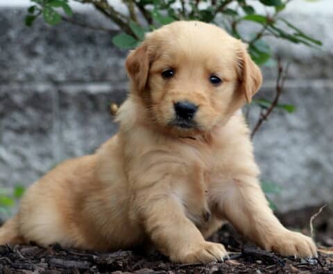 Golden Retriever puppy with a light golden coat laying on mulch near a rose bush, gazing softly at the camera in front of a stone wall.