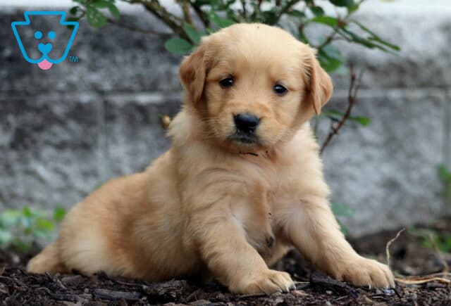 Golden Retriever puppy with a light golden coat laying on mulch near a rose bush, gazing softly at the camera in front of a stone wall. image