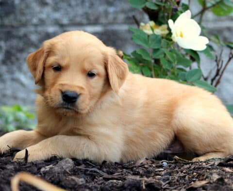 Golden Retriever puppy with a golden coat laying comfortably on mulch beside a blooming white rose and stone garden wall.