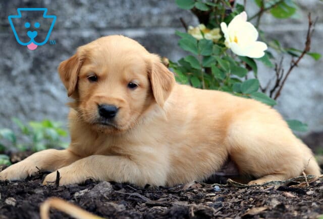 Golden Retriever puppy with a golden coat laying comfortably on mulch beside a blooming white rose and stone garden wall. image