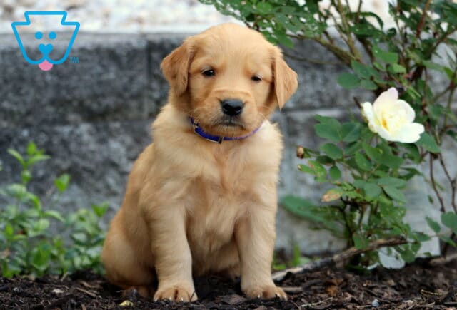 Golden Retriever puppy with a soft golden coat and purple collar sitting upright on mulch next to a blooming white rose and stone wall. image