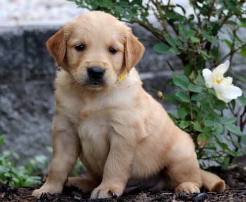 Golden Retriever puppy with a light golden coat sitting on mulch beside a white rose bush, looking sweet and calm.