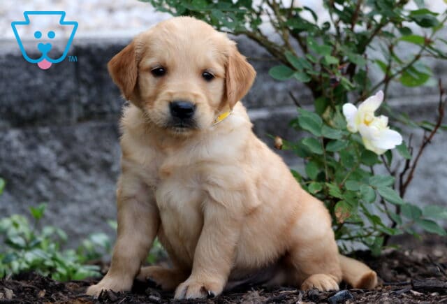 Golden Retriever puppy with a light golden coat sitting on mulch beside a white rose bush, looking sweet and calm. image